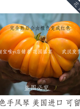 3粒传家宝可留种巨型番茄种子3粒橙色手风琴番茄甜酸可口口感好