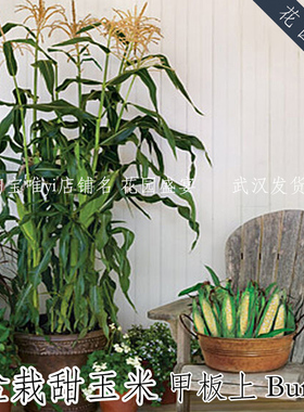 盆栽强推的超甜玉米种子5粒甲板上 美国BURPEE进口 春至秋播