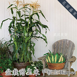 盆栽强推的超甜玉米种子5粒甲板上 美国BURPEE进口 春至秋播