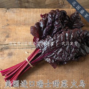 买1送1F1进口红色瑞士甜菜牛皮菜种子火鸟盆栽地栽耐热耐阴多年生