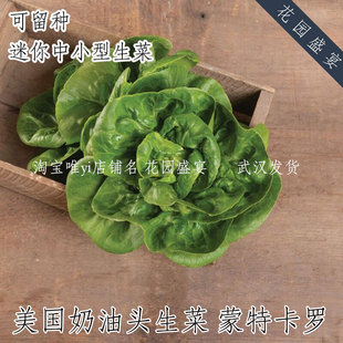 可留种抗病结球奶油头生菜种子蒙特卡罗进口盆栽地栽 迷你 美味