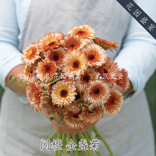 有益益虫花卉金盏菊种子太平洋杏美人10粒美国进口切花种子易种植