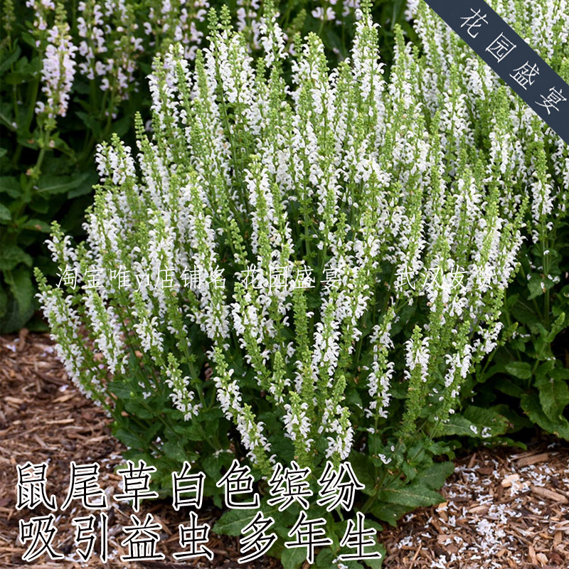 100粒多年生白色鼠尾草白色缤纷种子宿根耐旱耐热盆栽地栽