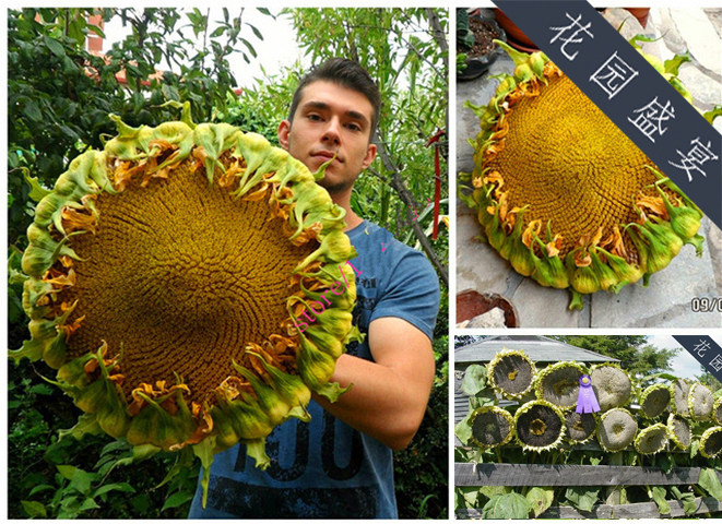 3粒老品种蒙古巨人传家宝向日葵种子可留种可食用进口种子地栽