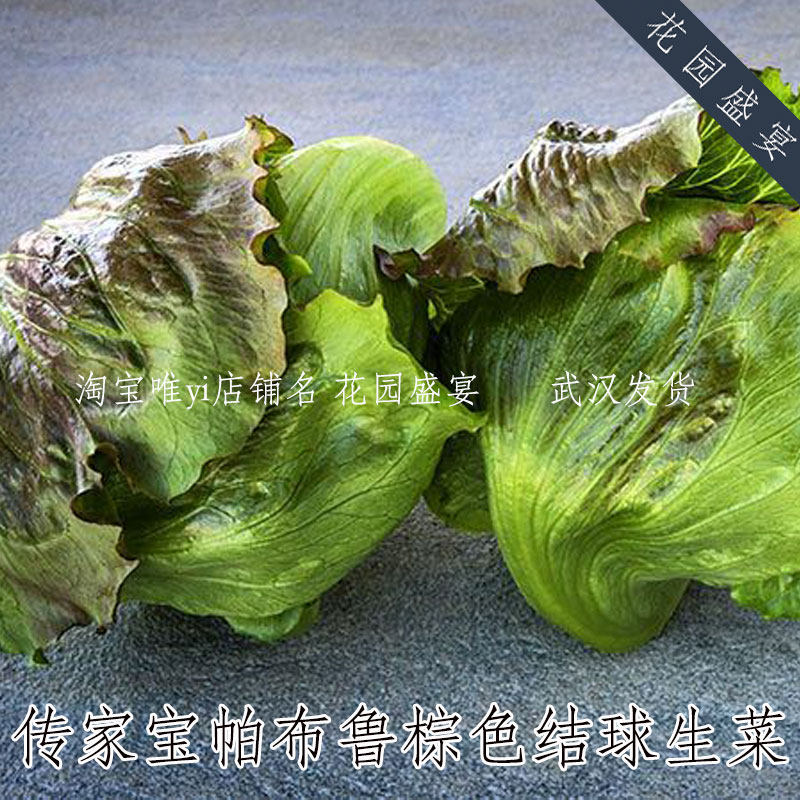 100粒传家宝可留种帕布鲁棕色结球生菜种子脆甜耐热老品种
