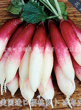 30粒细腻温和甜味小樱桃萝卜冰与火种子美国BURPEE进口