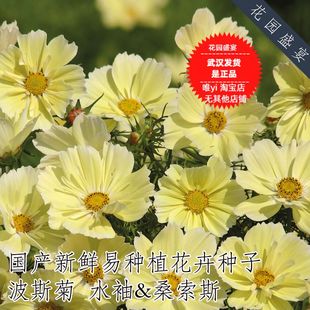 盆栽地栽 新手推荐 易种植切花波斯菊水袖 桑索斯精选100粒种子