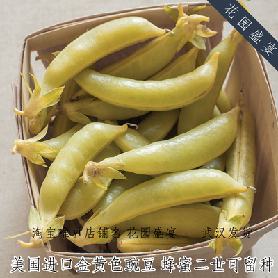 蔬菜高产可留种金黄色美国甜豌豆