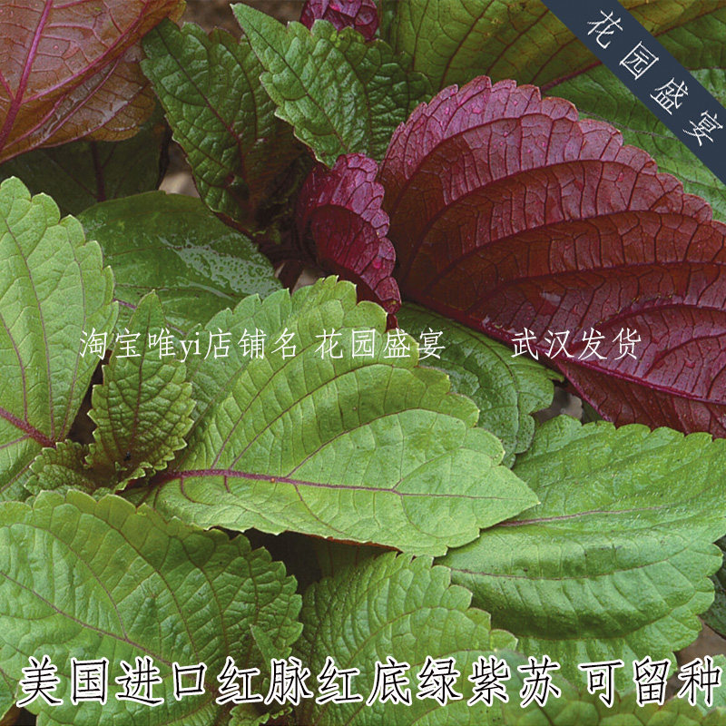 可留种红脉红底绿紫苏种子20粒布里顿香草种美国进口盆地栽易种植