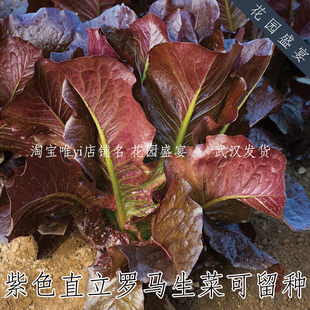 100粒可留种紫色直立罗马生菜种子图里努斯传家宝美味生食舒适