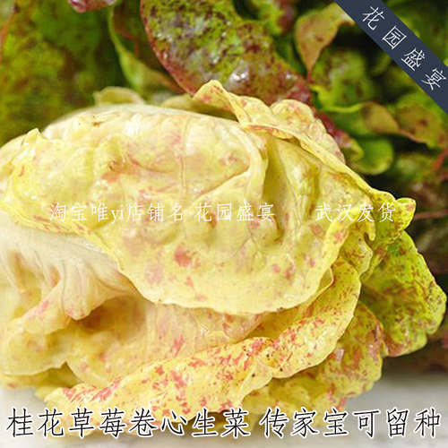 传家宝可留种桂花草莓卷心生菜种子10粒美国进口