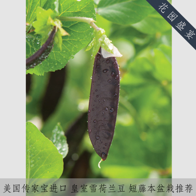 可留种紫黑色6粒秋季固氮荷兰豆