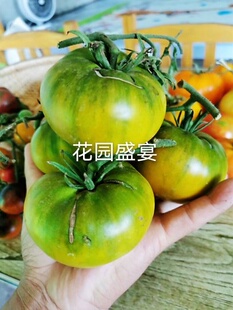 有机可留种番茄种子6粒 绿色切诺基 美国传家宝进口 老品种 A23