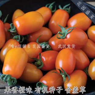 F1生食强推零食番茄 含羞草 甜美果香 耐裂抗病 有机进口种子