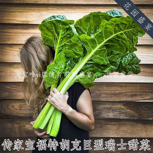 买1送1传家宝牛皮菜种子福特胡克巨型瑞士甜菜盆栽地栽耐热阴多年