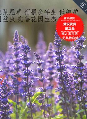 蓝色鼠尾草种子100粒宿根多年生耐寒 吸引益虫花园健康低维护 H29