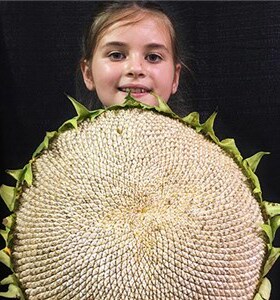 买一送一共8粒可留种老品种向日葵种子灰色猛犸象 传家宝