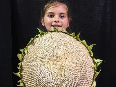 4粒灰色猛犸象传家宝向日葵种子