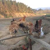 老母鸡 散养土鸡 黄山农家 只 老公鸡 88元 包邮 土鸡 顺丰