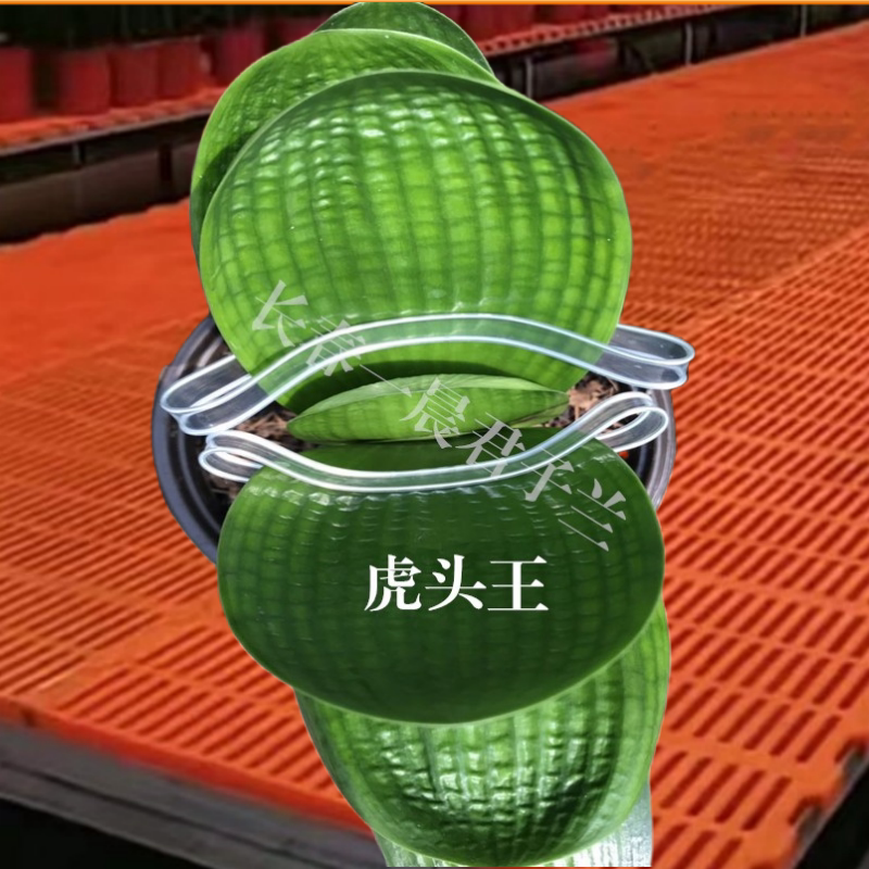 国宝级精品宽叶虎头王巨无霸圆头麻脸油匠和尚短叶阳台盆栽绿植物