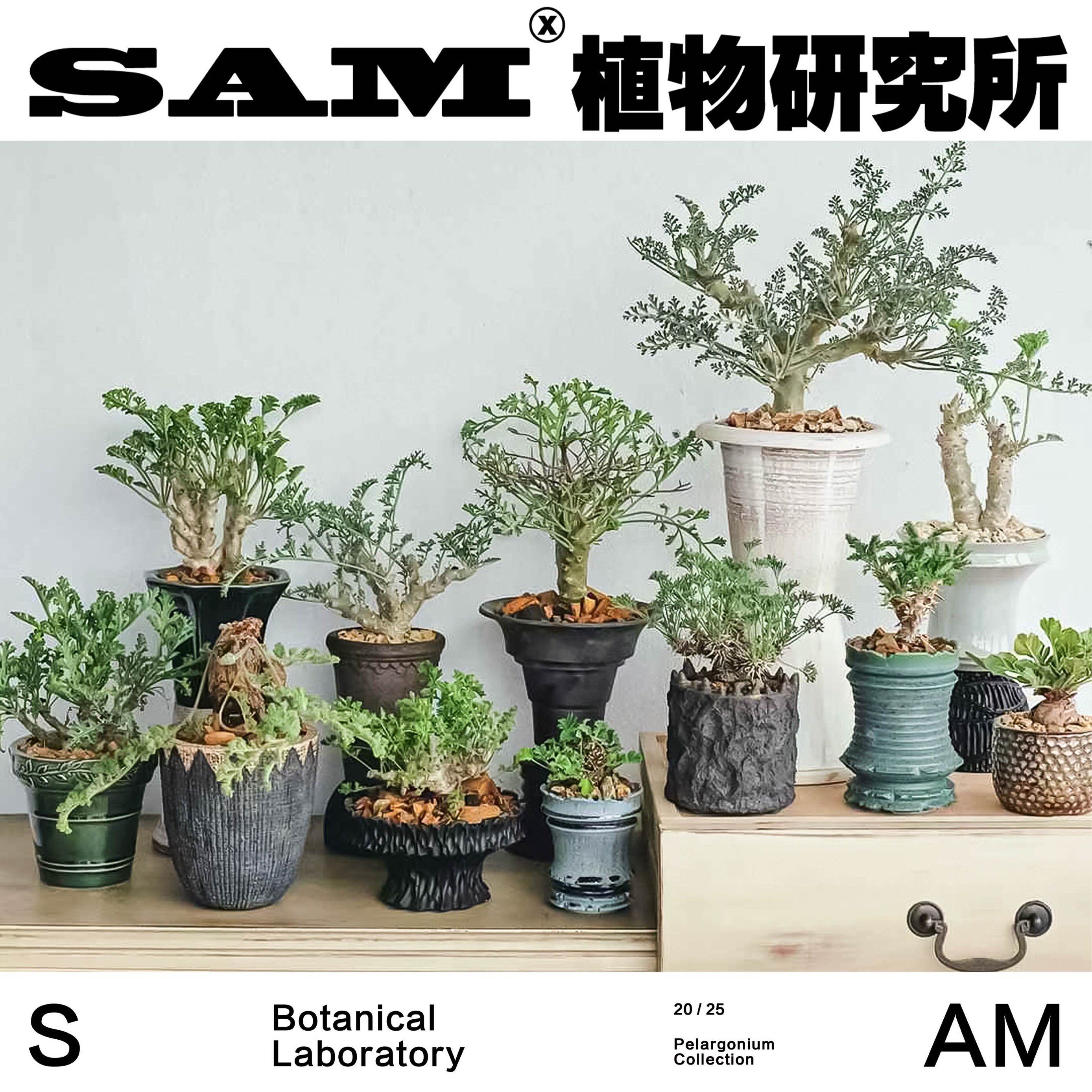 洋葵合辑厚敦菊冬型种块根一物一拍潮流块根植物小众家居芳香阳台