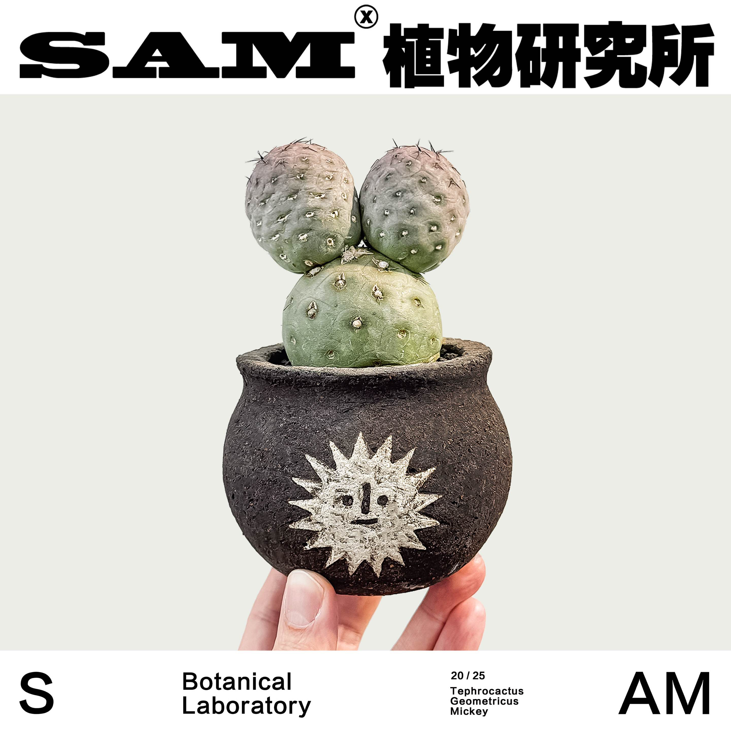 米奇习志野/沙生块根仙人球/可爱桌面绿植盆栽/家居耐旱阳台礼物