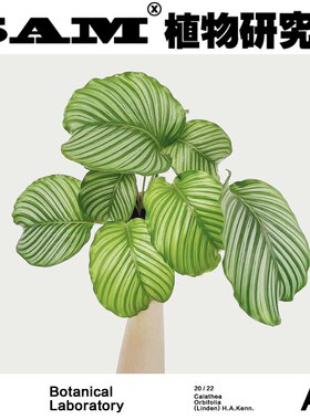 青苹果竹芋大型落地植物室内耐阴好养北欧风绿植室内盆栽植选礼物
