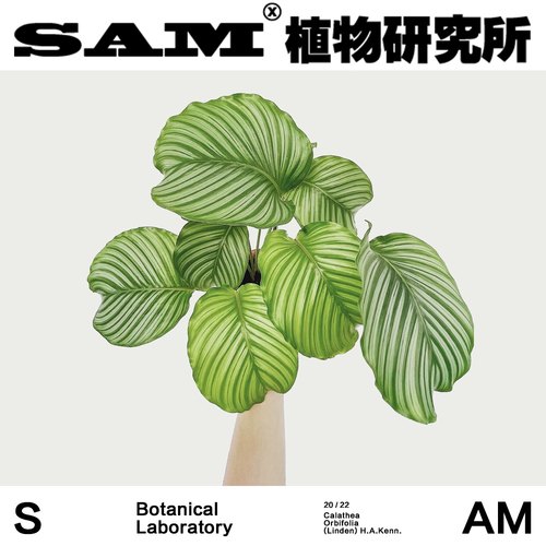 sam植物研究所青苹果竹芋