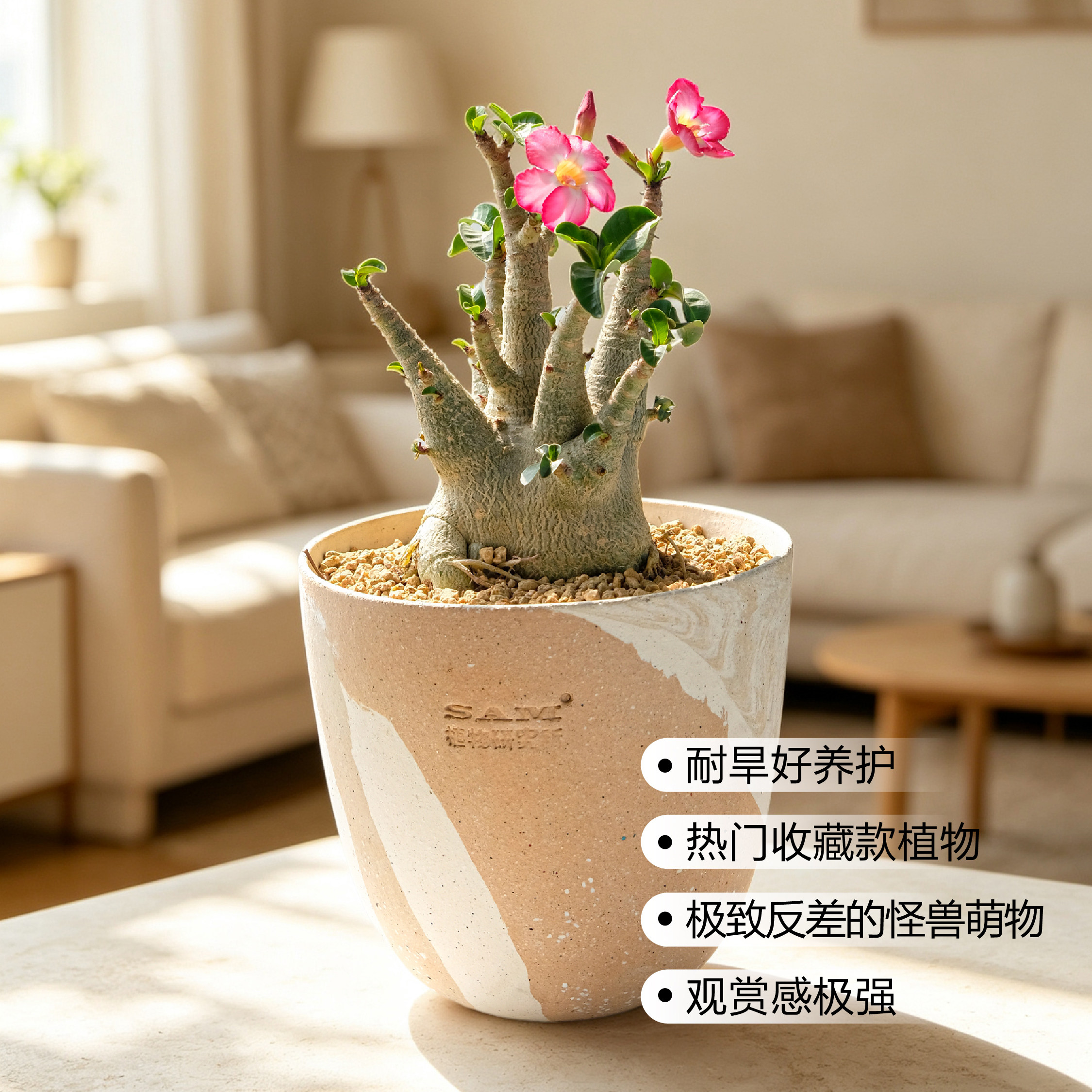 哥斯拉沙漠玫瑰泰国进口开花块根网红植物INS绿植喜光耐晒好养