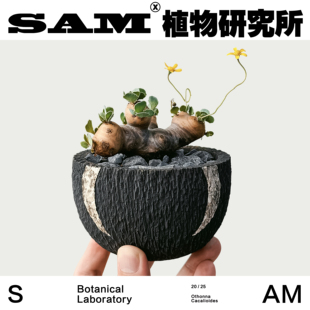 格加厚敦菊/块根沙生植物盆栽/家居阳台花园绿植/礼物/懒人好养