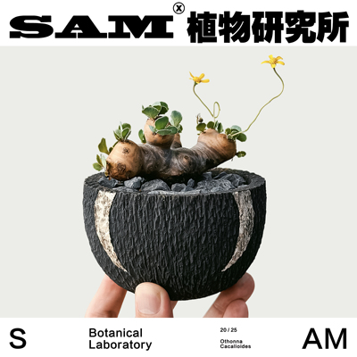 格加厚敦菊/块根沙生植物盆栽/家居阳台花园绿植/礼物/懒人好养