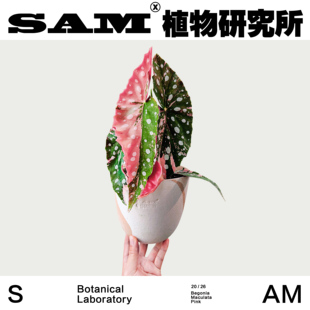 鳟鱼锦秋海棠小ins粉色带锦精致叶片观叶绿植ins风办公桌面盆栽