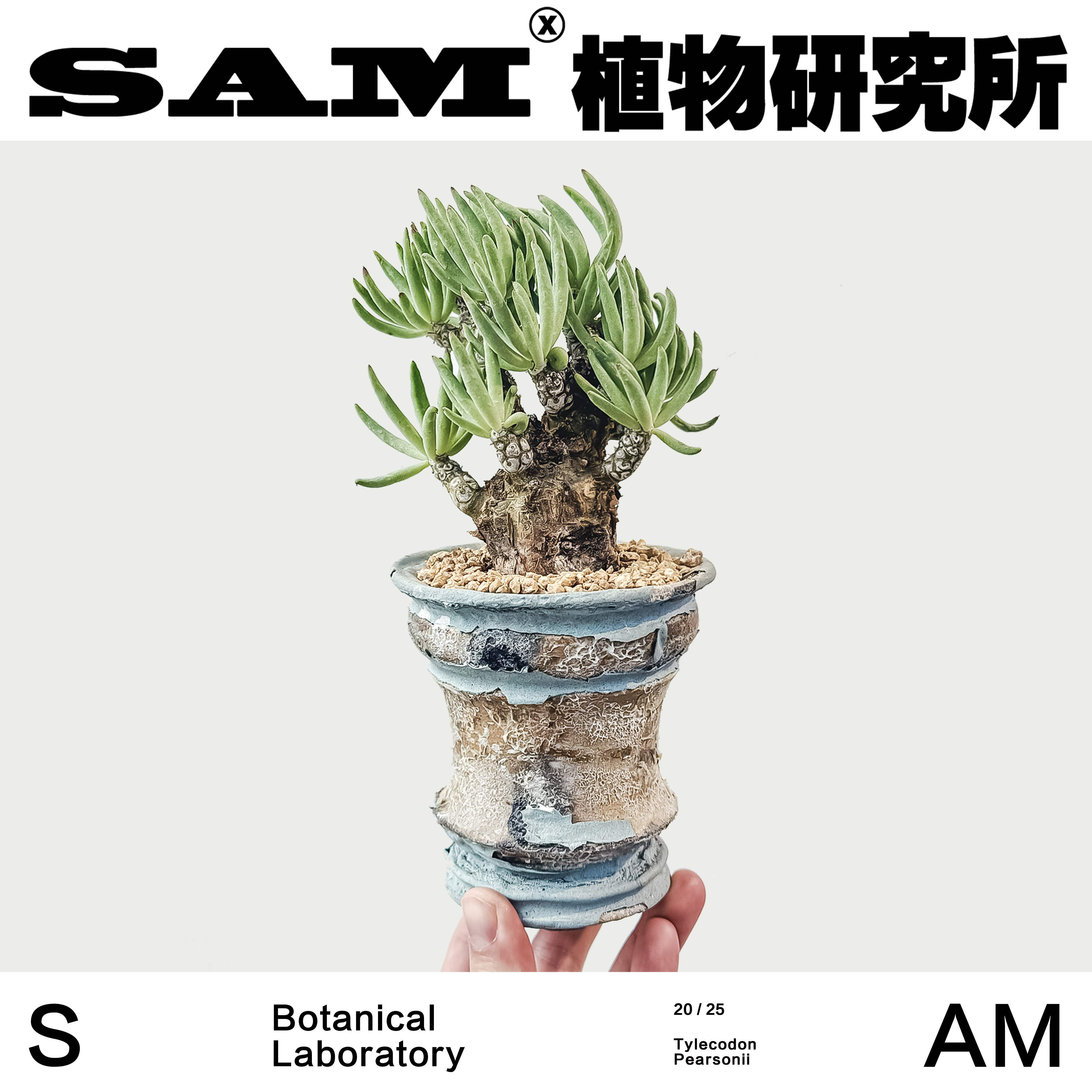 产地白象奇峰锦一物一拍网红耐旱好养块根潮流块根植物INS桌面
