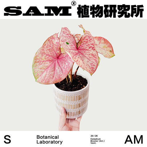 米兰彩叶芋/小众植物/绿植盆栽/阳台花园/家居易养护/植选礼物