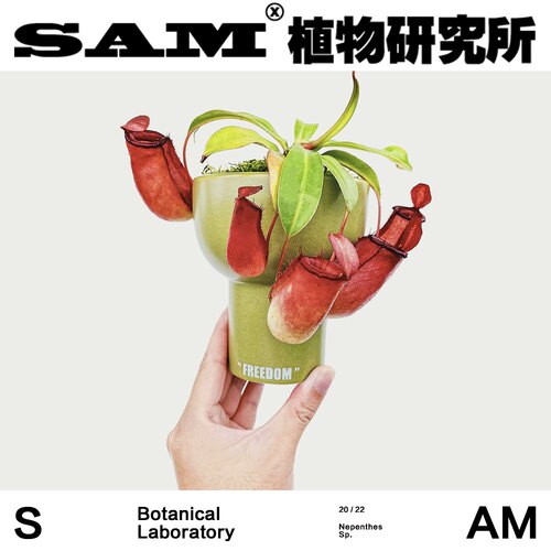 植物猎手猪笼草食虫植物