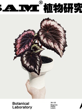 SAM植物研究所/海伦刘易斯秋海棠/黑色绒面秋海棠/植选礼物