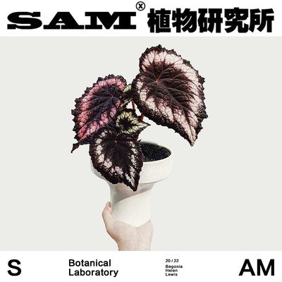 SAM植物研究所/海伦刘易斯秋海棠/黑色绒面秋海棠/植选礼物