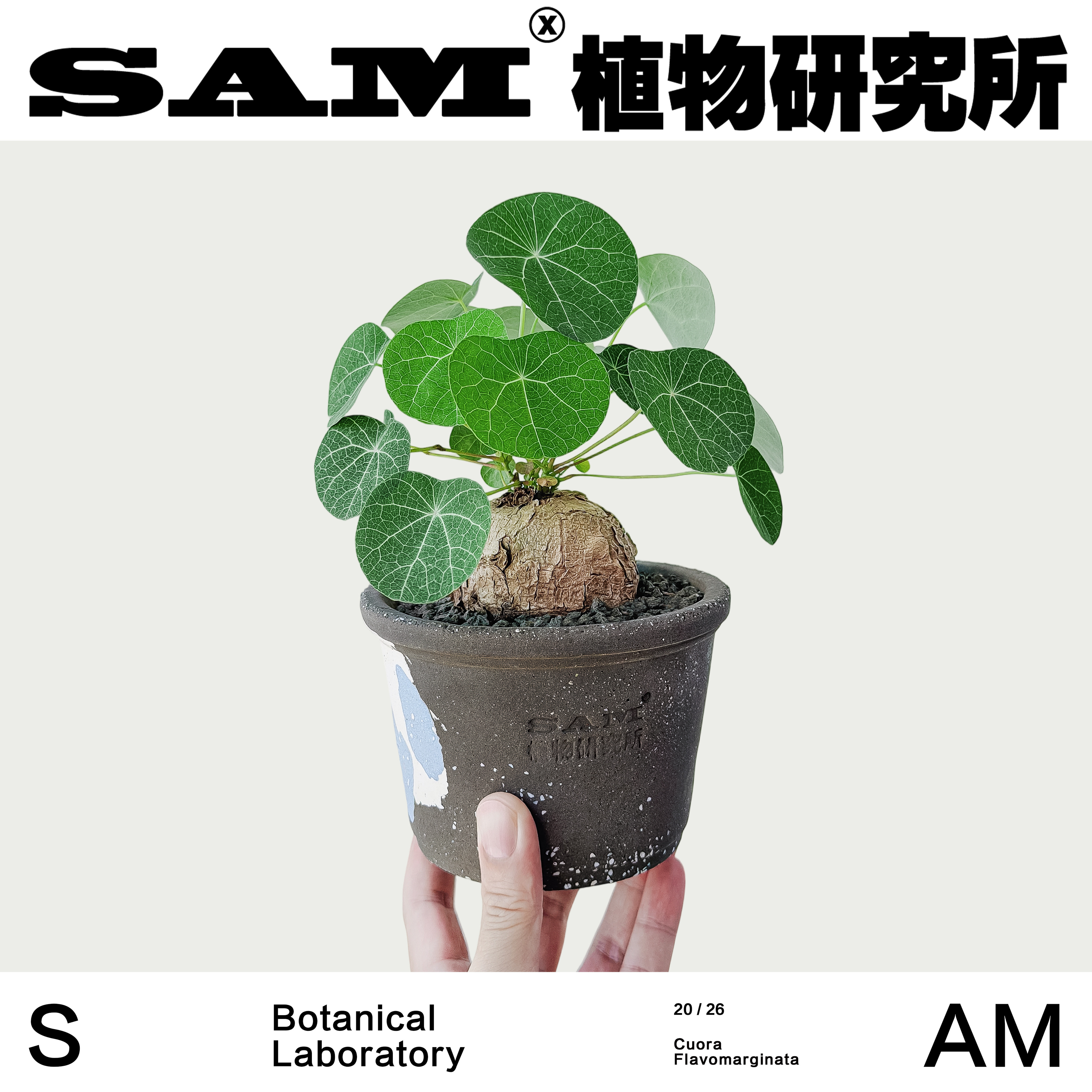吸财龟招财龟立叶山乌龟爬藤室内易养护盆栽办公室绿植耐阴植物
