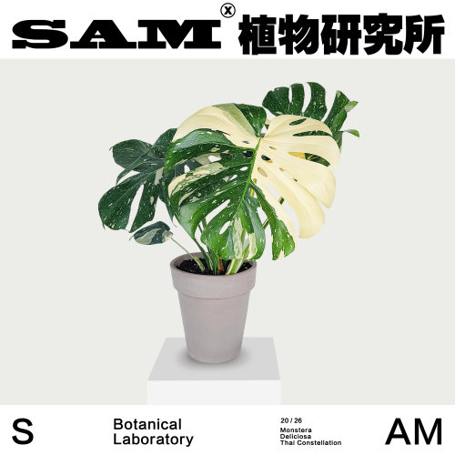 洒金白锦龟背竹室内耐阴ins绿植家居好物盆栽阳台花园植选礼物