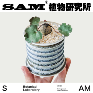 室内易养护家居 ins桌面摆件 肾叶洋葵 网红绿植