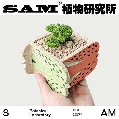 断崖王子/室内家居易养护/月宴/巴西薄雪草/巴西雪绒花/植选礼物