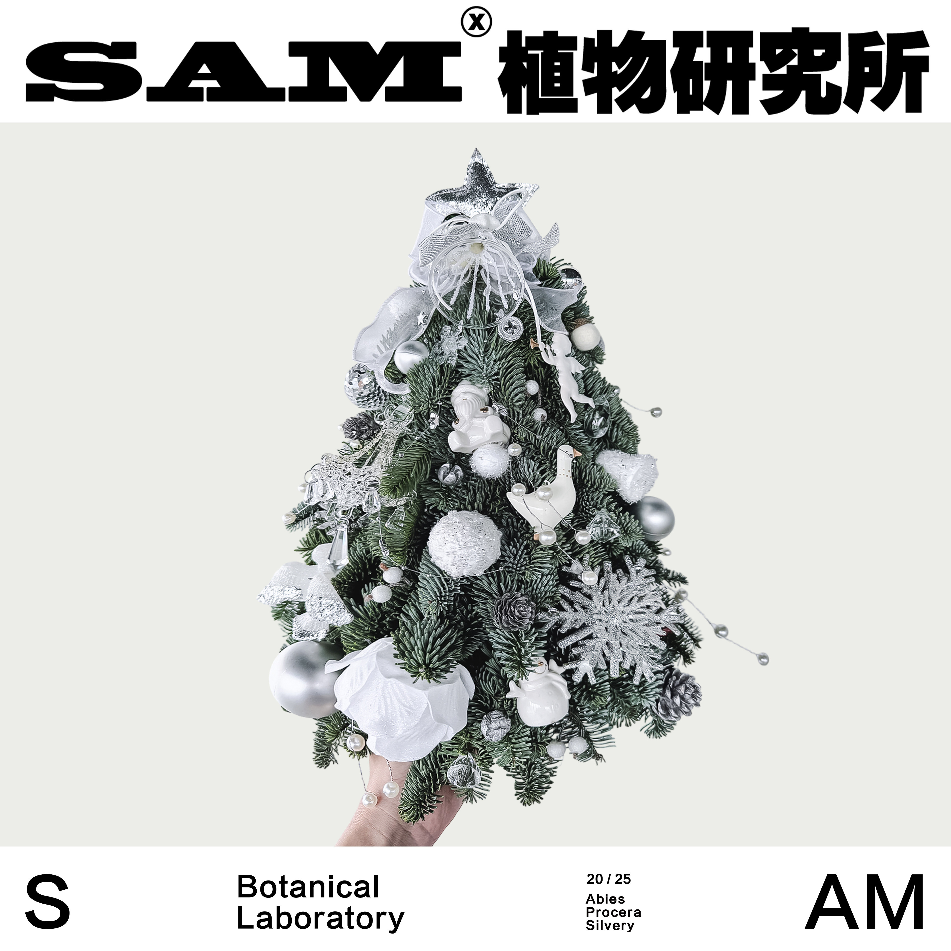 银色诺贝松圣诞树/进口鲜切圣诞树/圣诞节装饰/家居摆件礼物