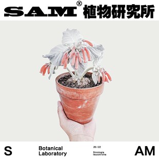 断崖女王/室内家居易养护/月宴/巴西薄雪草/巴西雪绒花/植选礼物