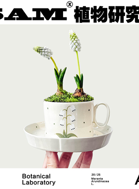 白色葡萄风信子/短叶可爱桌面办公室阳台花园绿植/礼物