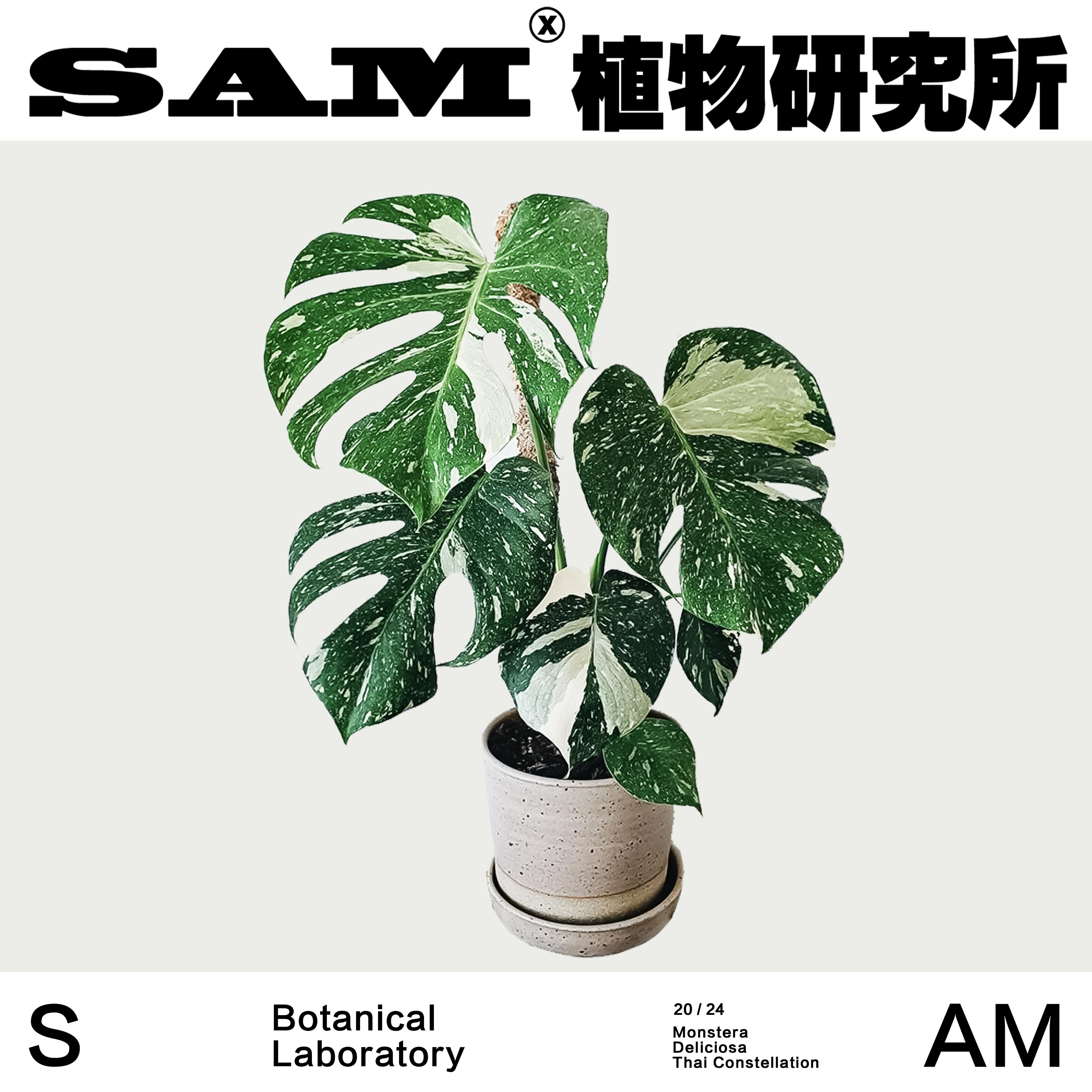洒金白锦龟背竹/ins绿植/家居好物/进口盆栽/阳台花园/植选礼物