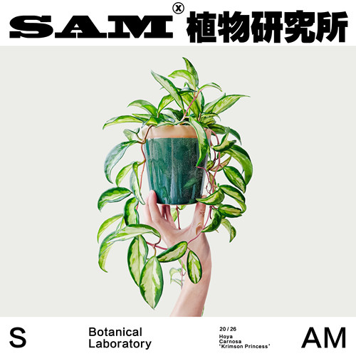 长藤绿叶内锦球兰室内垂吊好养植物家居阳台花园绿植盆栽室内礼物
