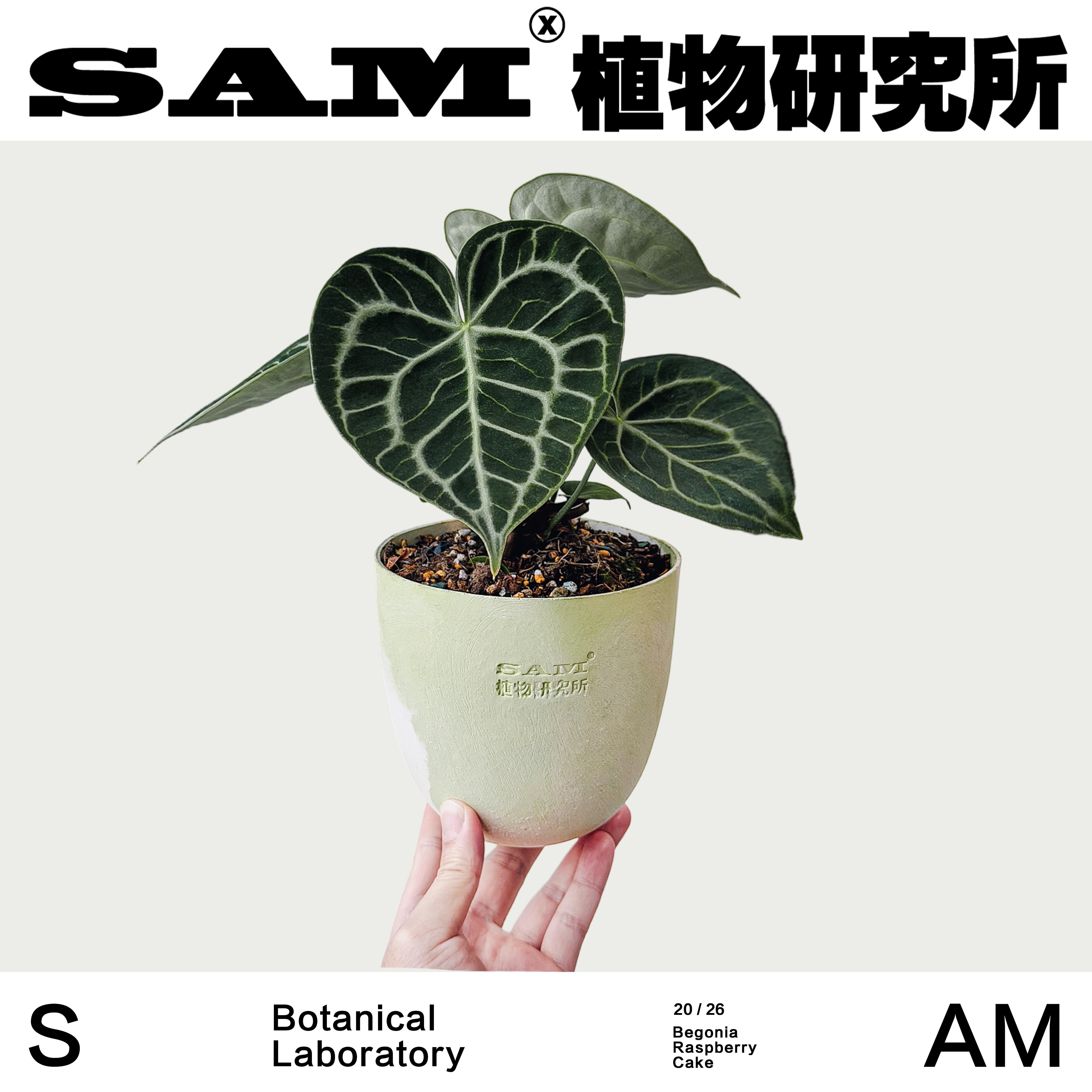 克莱恩花烛水晶花烛室内耐阴绿叶家居客厅花烛INS绿植植选礼物