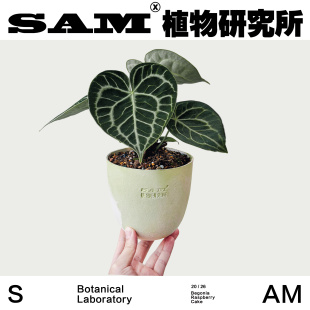 INS绿植 室内绿叶家居客厅花烛 植选礼物 水晶花烛 克莱恩花烛