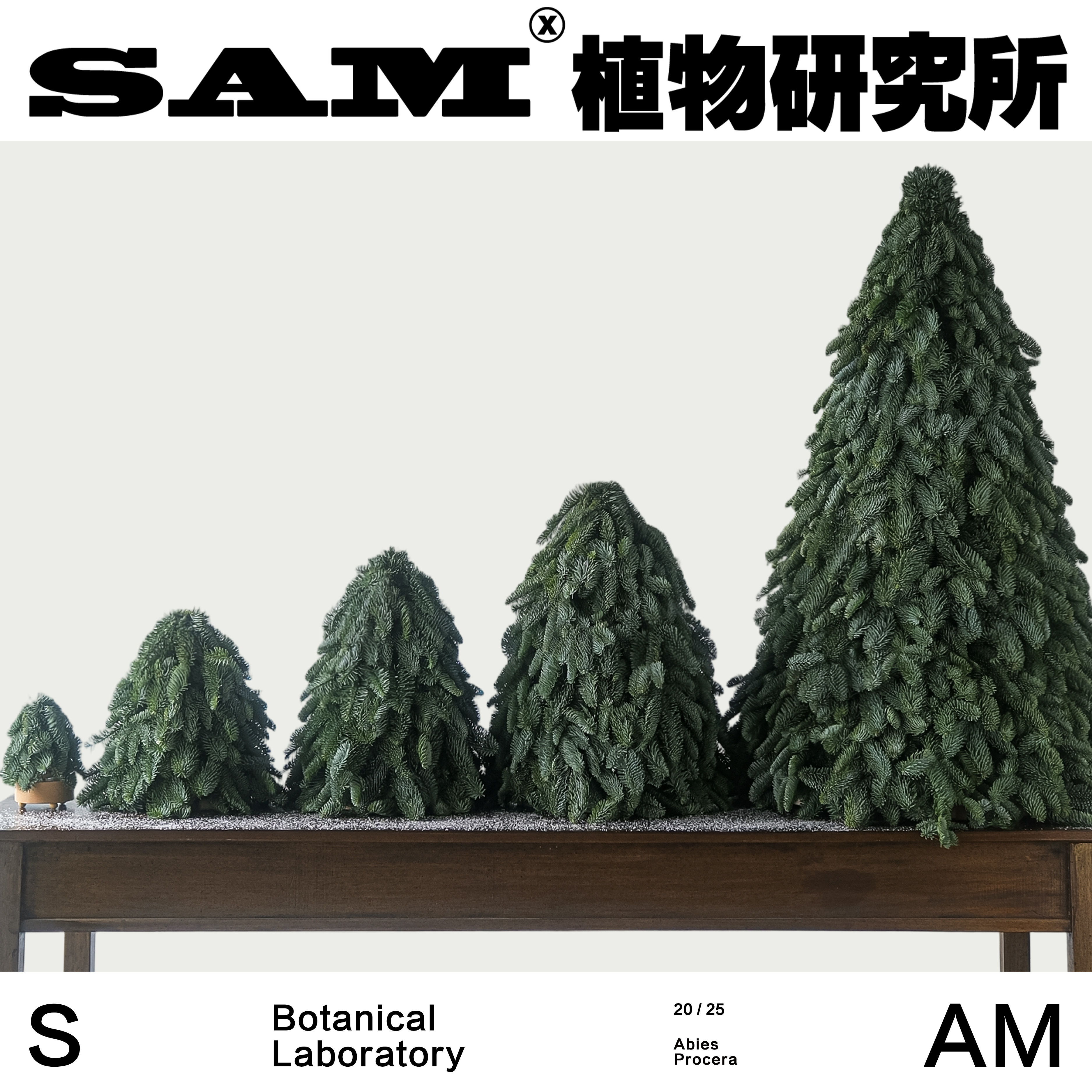 诺贝松圣诞裸树/进口鲜切圣诞树/圣诞节家居装饰/室内摆件礼物