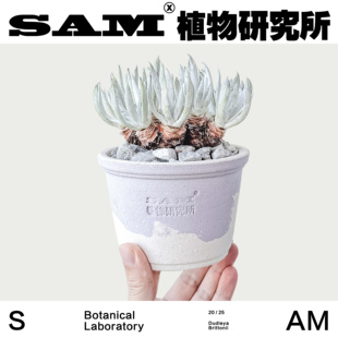 仙女杯/网红ins块根沙生植物盆栽/家居阳台花园绿植/礼物懒人好养